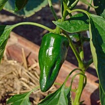 Ancho Poblano Pepper Seeds 25 Vegetable Fresh Garden Fast Shipping - $3.88