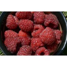 Potted Joan J Thornless Ever Bearing Red Raspberry Plants #SCN10 - £30.19 GBP+