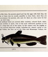 Bullhead Catfish 1939 Fresh Water Fish Art Gordon Ertz Color Plate Print... - $42.03 CAD