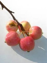 Transcendent Crabapple Apple Tree 4-5’,grafted, with a 1/2″caliper, Over sized,  - £109.61 GBP