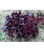 VCS 2 000 Lettuce Seeds Ruby Red Leaf Lettuce Seeds Garden Starts Nurser... - $15.95