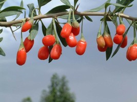 Grow In US 20_Seeds Lycium barbarum Goji Berry Wolfberry Chinese Box Thorn - £14.30 GBP