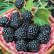 100 Seeds Blackberry Blackberries Garden Fresh Fruit Healthy - $9.90