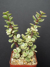 PORTUCALARIA AFFRA  variegated rare elephant bush mini jade tree bonsai 2&quot; plant - £7.18 GBP