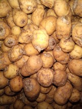 Tiger nut(Cyperus esculentus) 300g nuts cost(7 USD), shipping cost (10 U... - $26.00