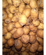 Tiger nut(Cyperus esculentus) 300g nuts cost(7 USD), shipping cost (10 U... - $26.00