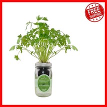 Self-Watering Hydroponic Herb Growing Kit - Indoor Cilantro Garden Starter - $739.31 MXN
