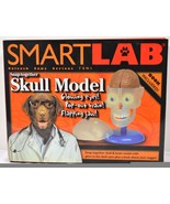 SmartLab  Snap- Together  Skull  Model  ----New - £18.95 GBP