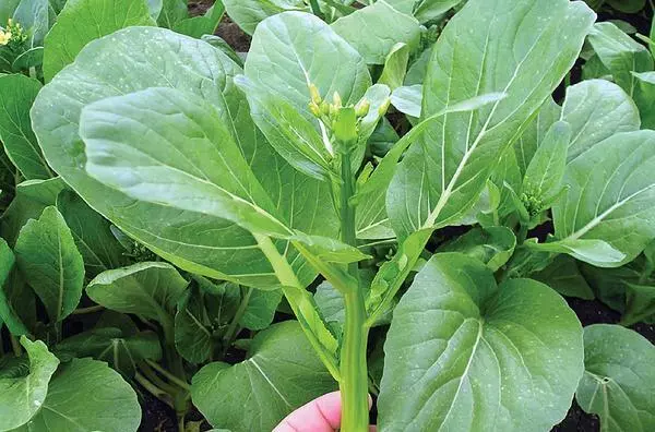 400 Asian Yu Choy Choi Sum Hoy Sum Chinese Flowing Cabbage Seeds Fresh Seeds - £9.01 GBP