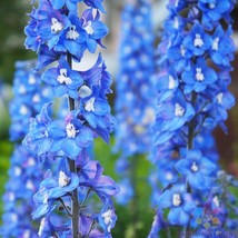 200 Pacific Giant Blue Bird Delphinium Seeds Non-GMO, Heirloom, Fast Shipping - $8.96