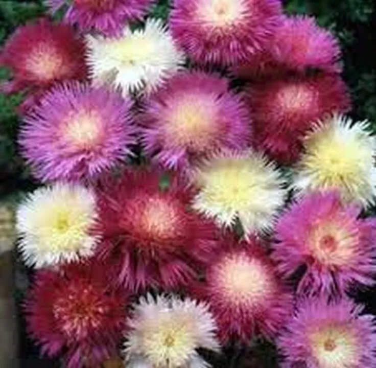 100 Seeds Sweet Sultan Imperialis Mix Fast Shipping - £7.64 GBP