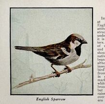 English Sparrow Bird Print 1931 Blue Book Birds Of America Animals Art P... - $28.01 CAD