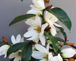 Well Rooted Fairy White Michelia doltsopa Magnolia - $60.40