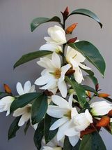 Well Rooted Fairy White Michelia doltsopa Magnolia - £47.86 GBP