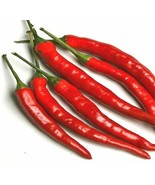 FMG Cayenne Long Thin Red Pepper Seeds Fast Growing - $19.75 CAD