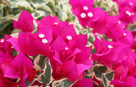 PATB Well Rooted RASPBERRY ICE VARIEGATED Bougainvillea starter/plug plant - £20.38 GBP