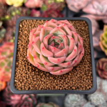 Fresh Succulent Plant Bonsai Radiation Succulents Sedum 100 PCS Seeds - $12.12