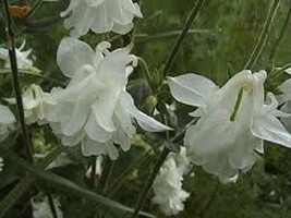 30  Granny&#39;S Lace Bonnet Aquilegia Flower Seeds  Perennial From US - £7.53 GBP