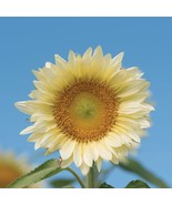 Sunflower Procut White Lite 10 Flower Seeds Beautiful Specialty Fast US ... - $294.84 MXN