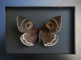 Rare Oriental Purple Owl Moth Erebus Albicinctus Framed Entomology Shadowbox - $198.99
