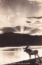 Bull Moose Comes Down To The Lake, Sanborn Real Photo Postcard E18 - £5.61 GBP