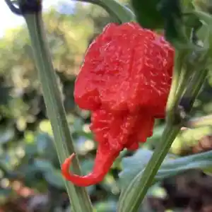 25 Seeds Carolina Reaper Pepper Vegetables Healthy Planting Edible Food ... - £7.28 GBP