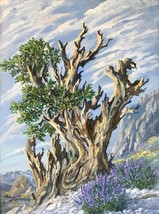 Ancient Bristlecone Pine Inyo Forest White Mountain Range Original Oil P... - $445.00