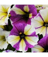 50 Yellow Purple White Petunia Seeds Flower Perennial Flowers Annual Seed - $20.55 CAD