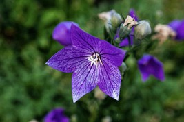 150 Non-GMO Balloon Flower Seeds - Platycodon Grandiflorus, Bell-Shaped ... - $11.99