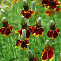 New Fresh Mexican Hat Ratibida Echinacea Purpurea Cornflowers 20 Seeds Ornamenta - $3.72