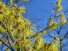 American Witch Hazel quart pot - £8.67 GBP