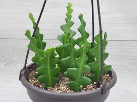 6&quot; pot Fishbone Cactus ,Epiphyllum Anguliger Ric Rac Cactus ,Zig Zag Cactus - £54.33 GBP