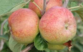 25+ Irish Peach Apple Seeds - £7.64 GBP