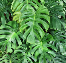 Organic Split Leaf Philodendron 5 Seeds - £9.02 GBP