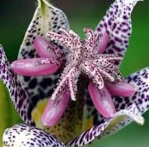 50 Pcs Tricyrtis Japanase Toad Lily Flower Seeds #MNGS - £18.21 GBP