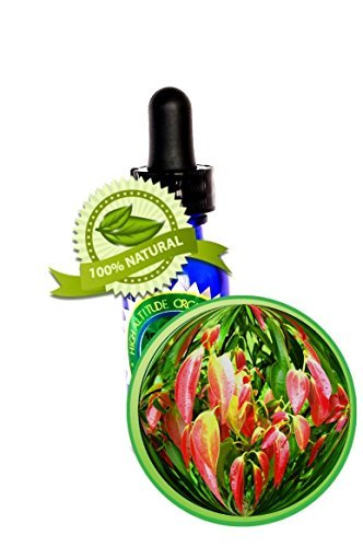 Cinnamon Leaf Essential Oil - Cinnamomum verum - 2oz (60ml)