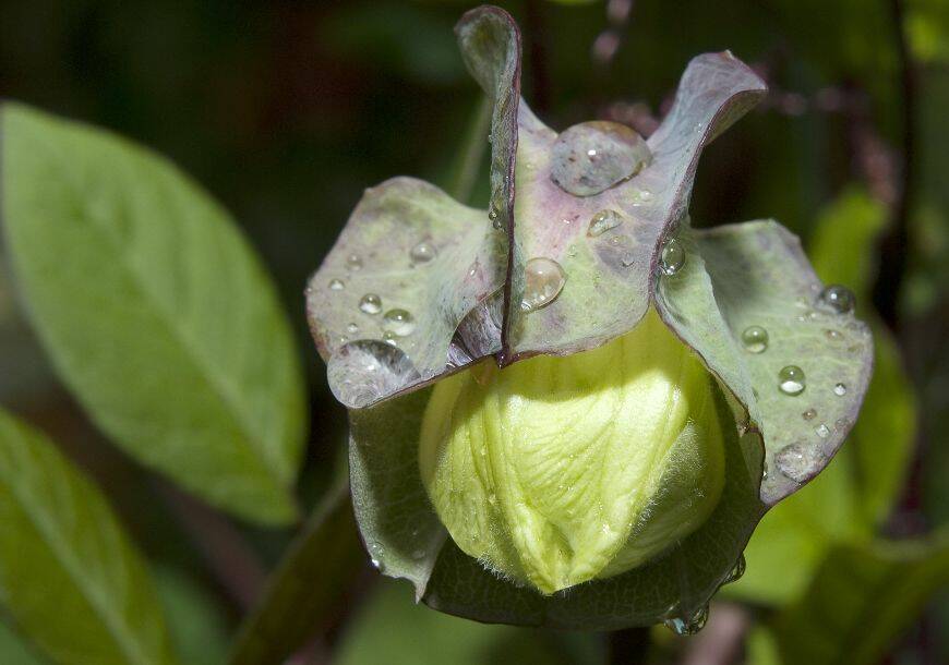 'Ying Ge Lv' Small Green Peony Shrub Bonsai Flower, 5 Seeds