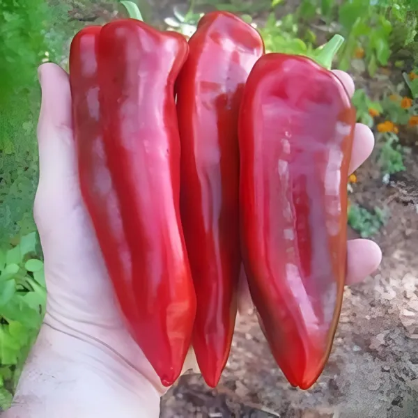 Marconi Red Pepper Giant 12 Seeds (Limited Qty) Fresh Garden - £7.89 GBP
