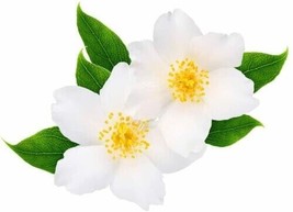 25 Seeds White Jasmine Bonsai Tree Seeds Vibrant White Flowers - £5.89 GBP