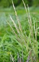 GREEN NEEDLE GRASS SEEDS Stipa viridula 500 Seeds for Planting: Stipa sp - $17.00
