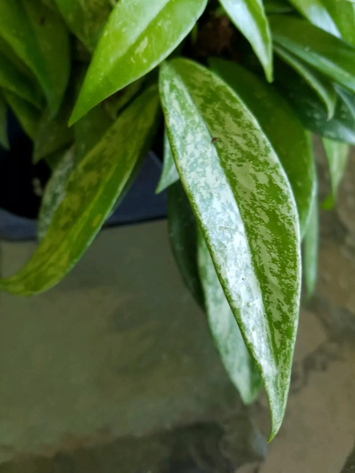 Hoya Pubicalyx Silver Splash Tropical Exotic Wax Vine House Plant Starter  - $29.00