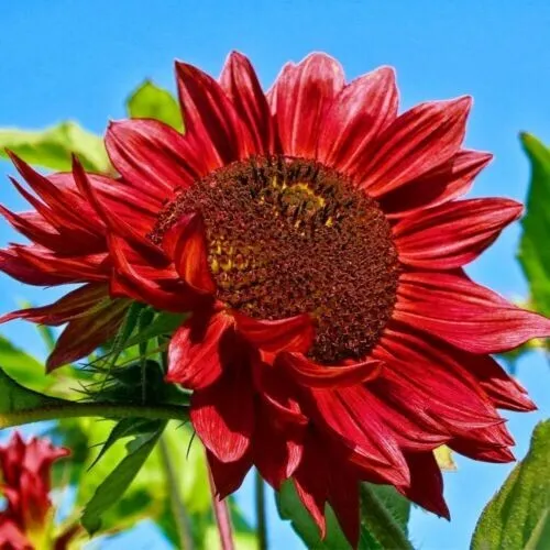 Seeds Sunflower Red Giant Ornamental Titan 25 Seedsr Fresh Garden - £8.49 GBP