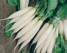 ArfanJaya 200 White Icicle Radish Seeds Heirloom Organic Fresh  - £6.89 GBP