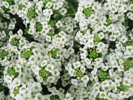 Guashi Store 1000 Seeds White Sweet Alyssum Carpet Of Snow Lobularia Maritima Fl - £7.84 GBP