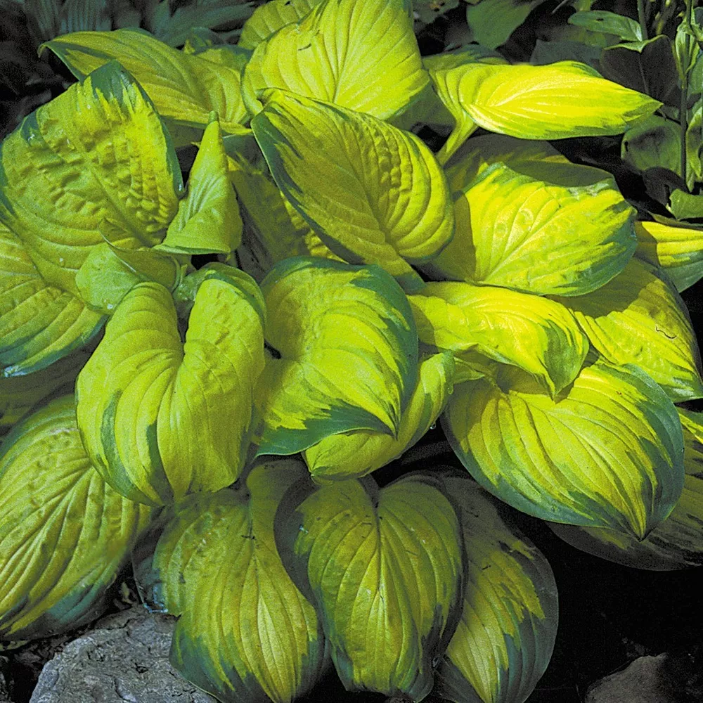 Hosta Stained Glass Medium Fragrant Disease Free 2.5&quot;  - $28.16