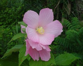 Hibiscus Moscheutos Palustris (Pink Mallow) 15 seeds - $1.43