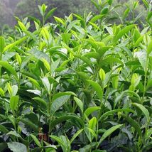 1 Plant Camellia Sinensis Beautiful Live Green Tea Plant, black, white,o... - $34.95