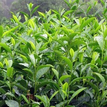 1 Starter Plant Camellia Sinensis Beautiful Live Green Tea, black, white... - £22.02 GBP