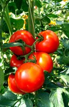 500 Seeds Tomato Red Ponderosa Large Tomato Heirloom Organic NON GMO - £18.87 GBP