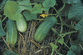 Septh &quot; Bush Pickle &quot; Cucumber Seeds * Bush Type Short Growing Season * Contain - $10.86